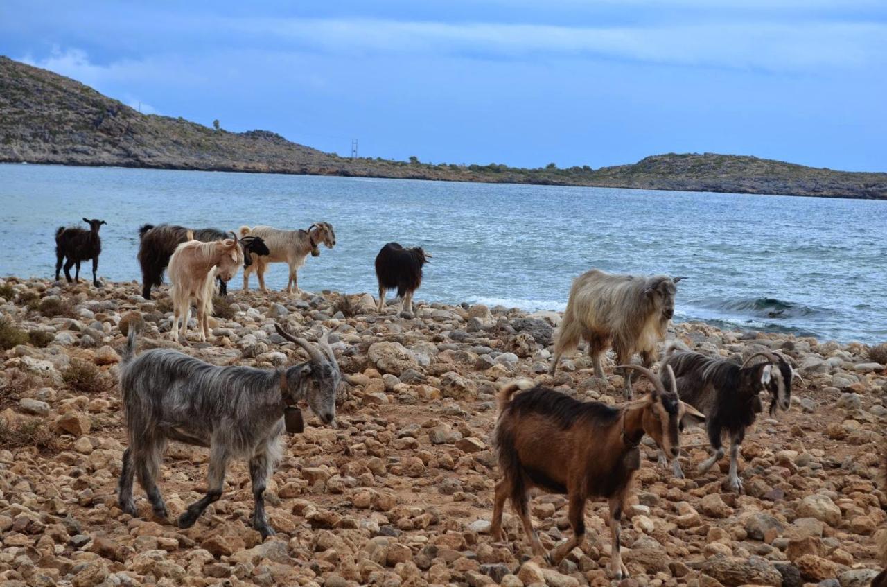 Georgoshouse Lykos Beach Sfakia Livaniana Exterior foto