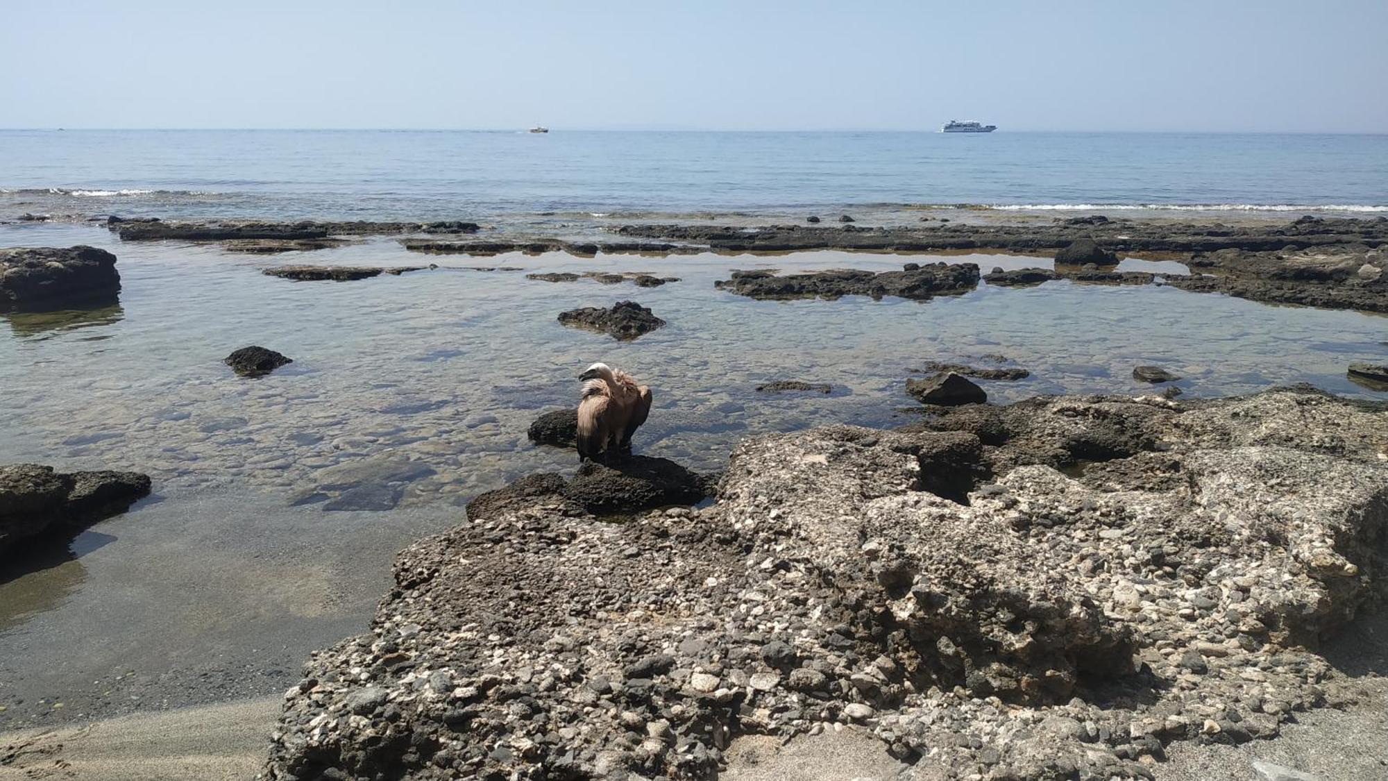 Georgoshouse Lykos Beach Sfakia Livaniana Exterior foto
