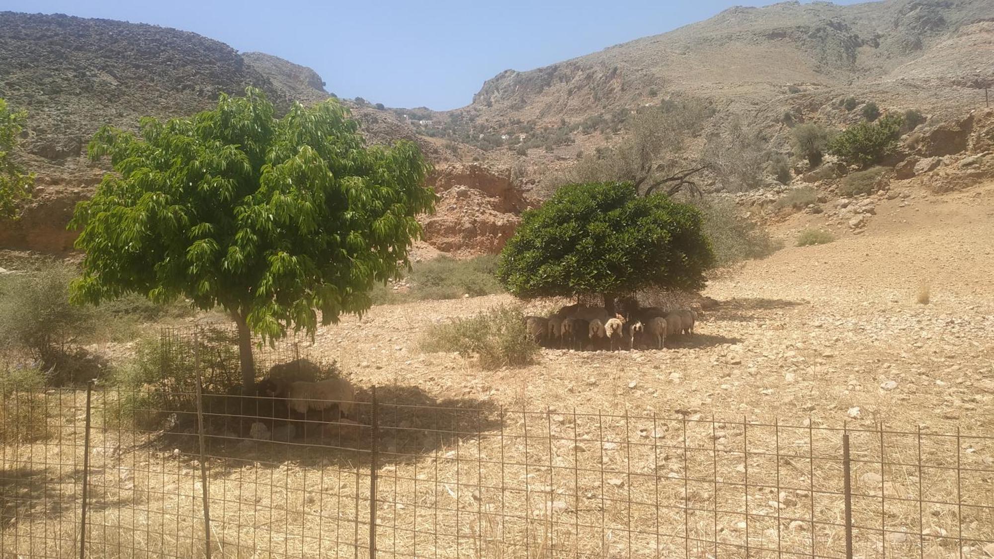 Georgoshouse Lykos Beach Sfakia Livaniana Exterior foto