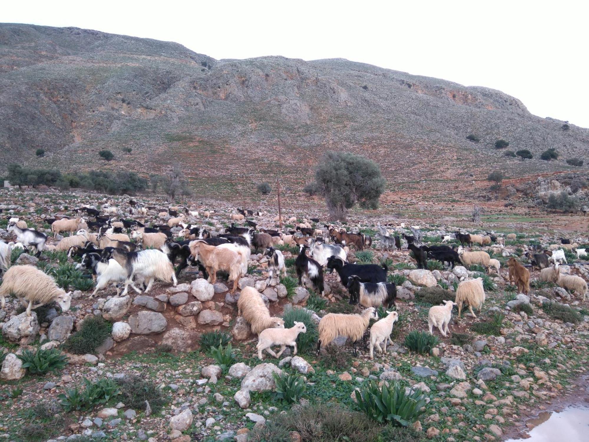 Georgoshouse Lykos Beach Sfakia Livaniana Exterior foto